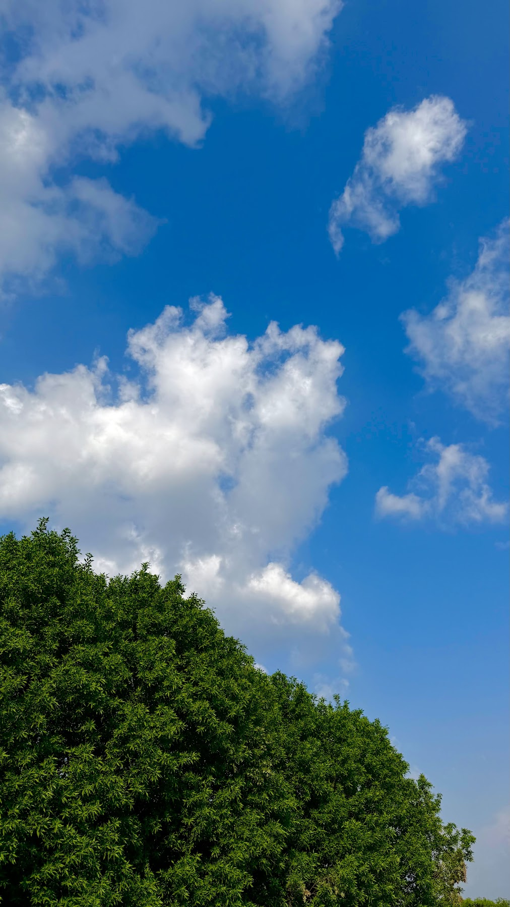 A vivid blue sky with white clouds above the crown of a green tree