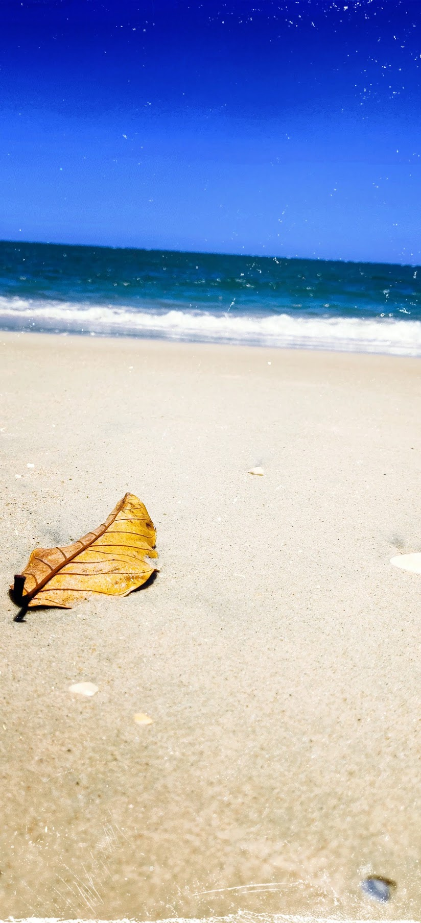 A solitary leaf resting on a bright seashore